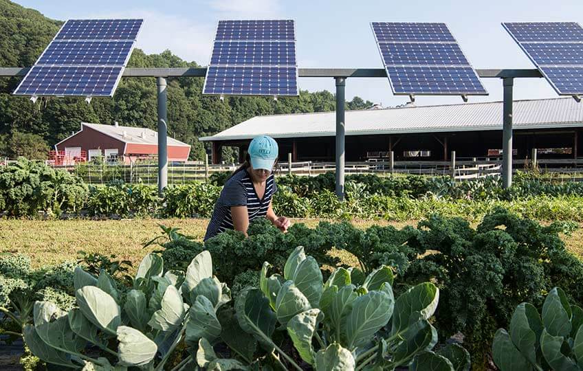 Read more about the article Can Low-Impact Solar Installations be the Key to Sustainable Food Production and Power Generation?