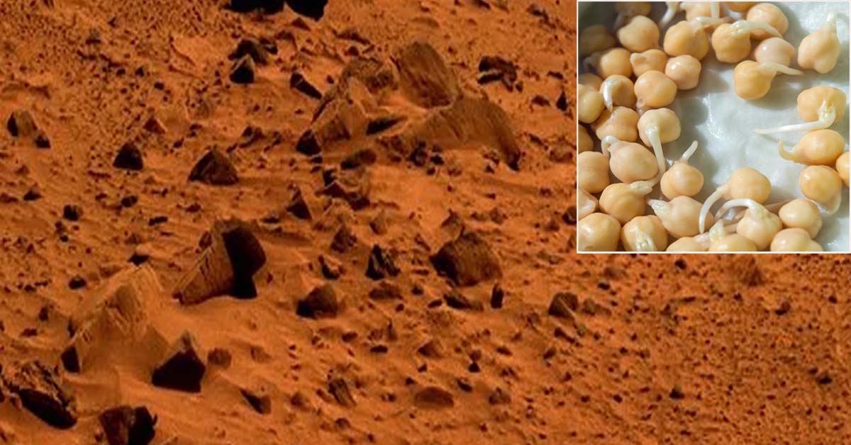 Read more about the article Chickpeas on Mars? Well, Why Not?