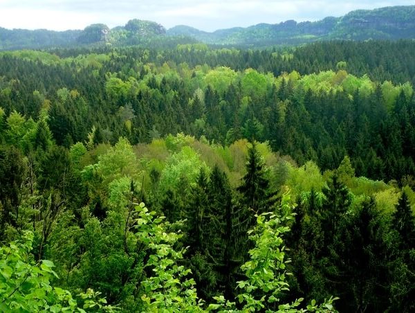 Europe is Rethinking Its Forestry Sector Management for the 21st Century
