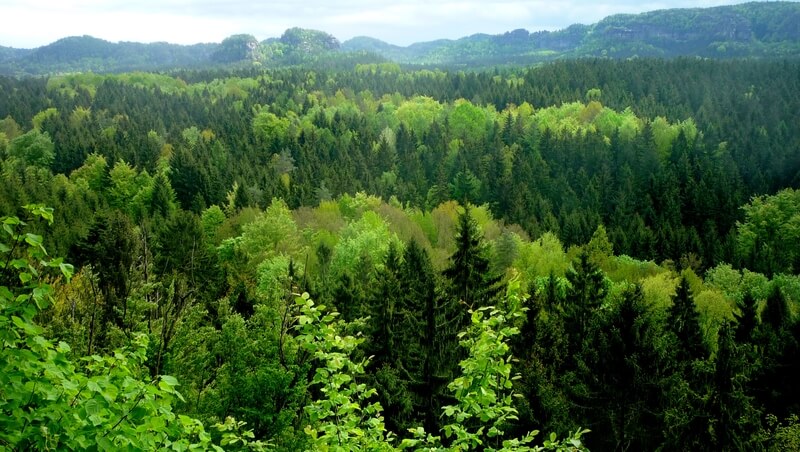 Read more about the article Europe is Rethinking Its Forestry Sector Management for the 21st Century