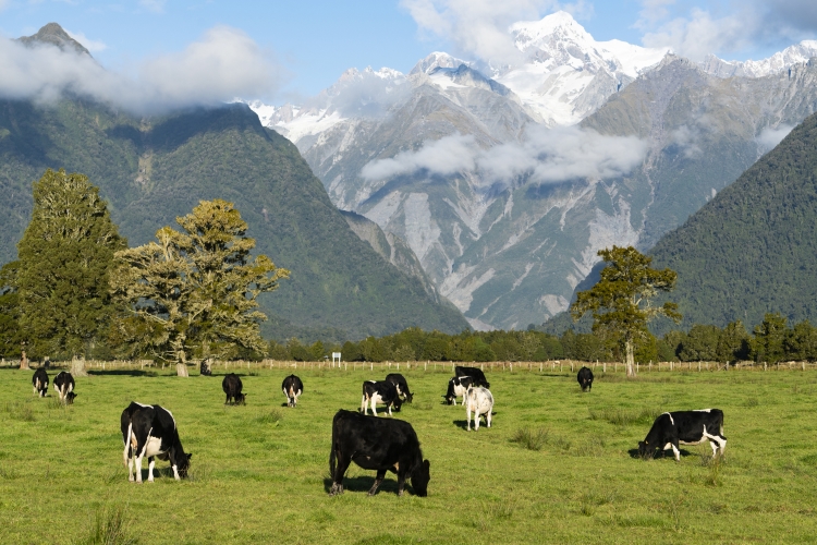 Read more about the article Greenpeace: NZ Needs to Curb Dairy Farming