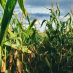 Brazilian Tax Change Sends Soy