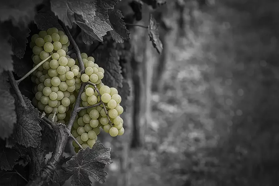 20250409_1010_Grapes in Focus_remix_undefined