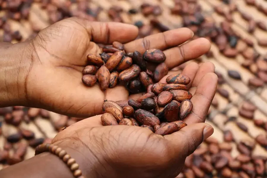 Cocoa breaks record