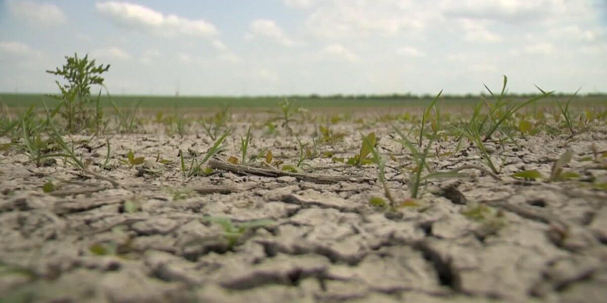 Saskatchewan-Agriculture-Drought-Crops