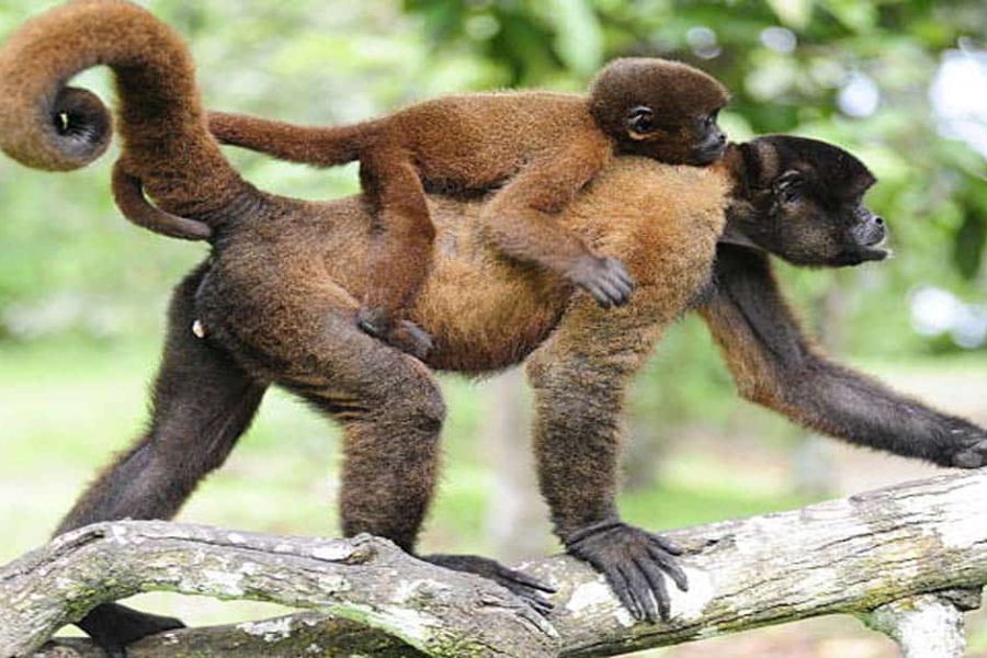 Wooly-Monkey