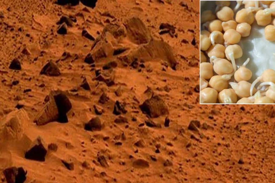 chickpeas-on-mars