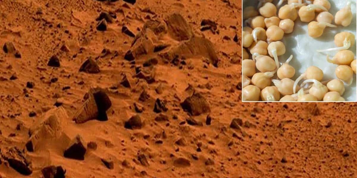 chickpeas-on-mars